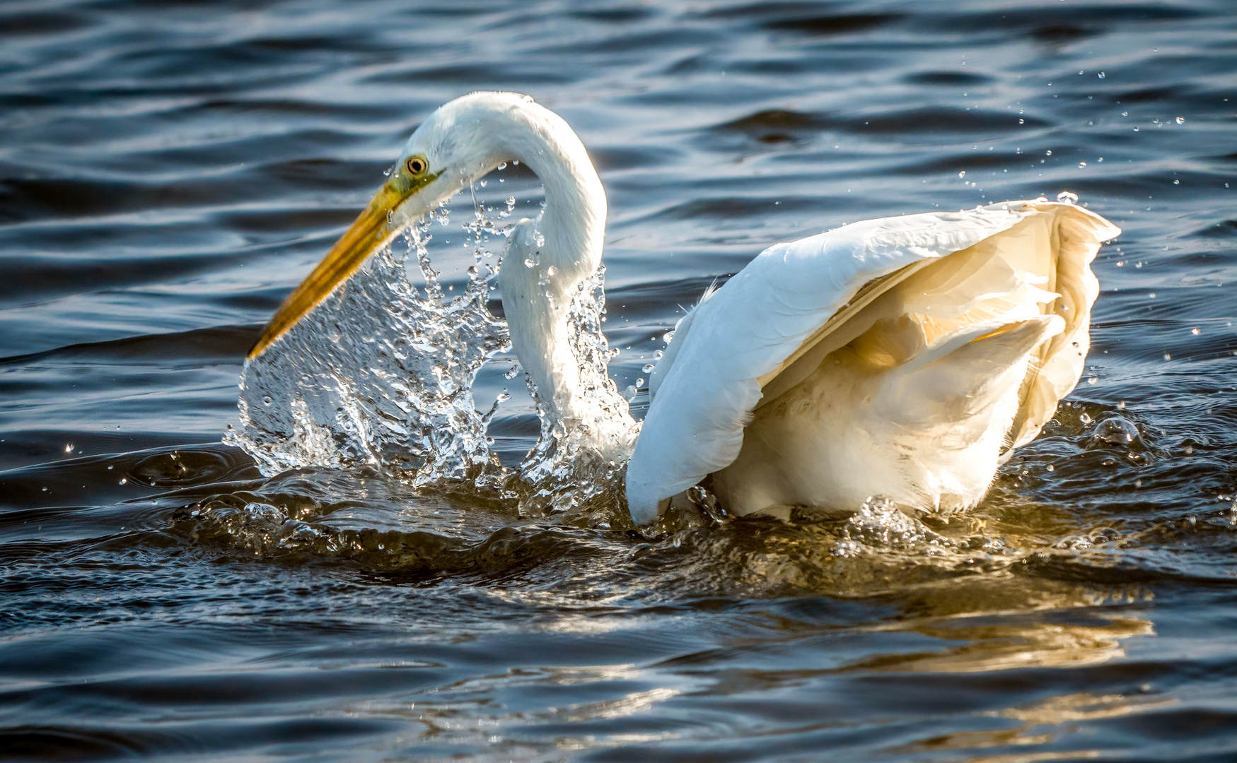 "DER FISCH WAR SCHNELLER"