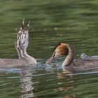 der Fisch wird komplett verschlungen