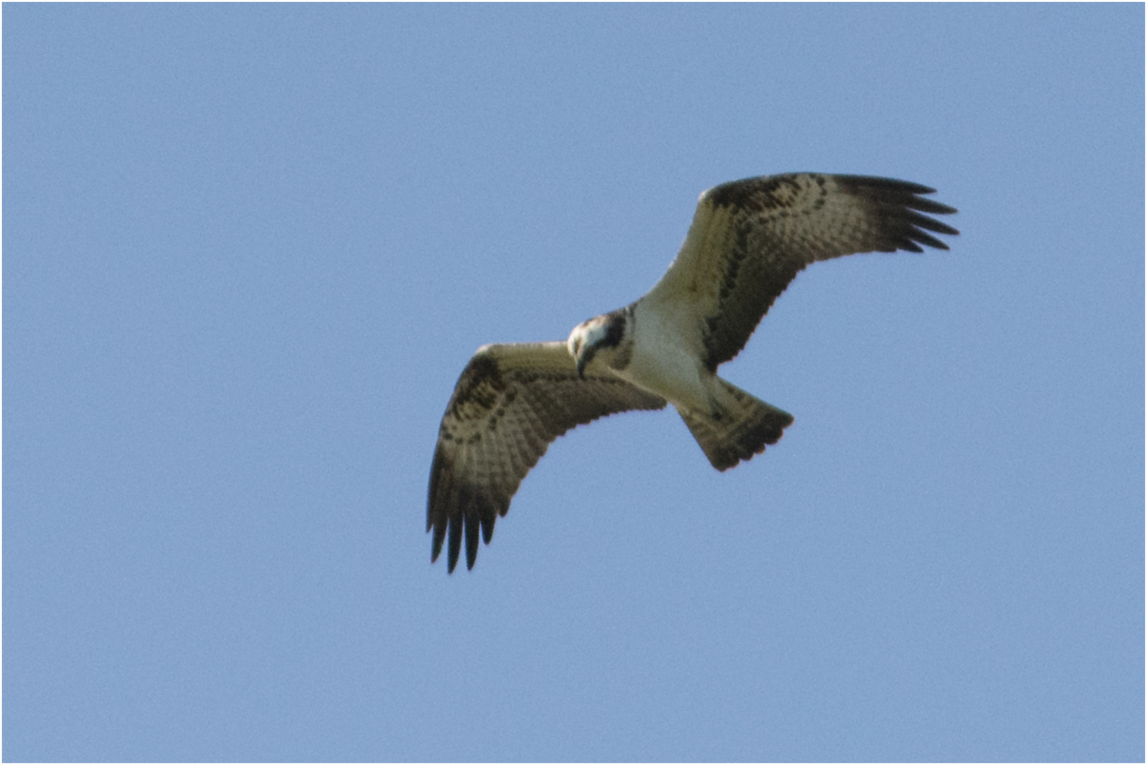 Der Fischadler (Pandion haliaetus) tauchte in ziemlicher Entfernung auf (Nur Doku)