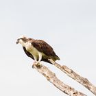 Der Fischadler (Pandion heliaetus) | Everglades National Park | Florida 2015