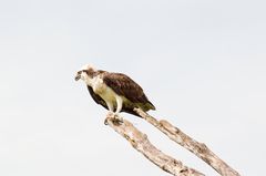 Der Fischadler (Pandion heliaetus) | Everglades National Park | Florida 2015