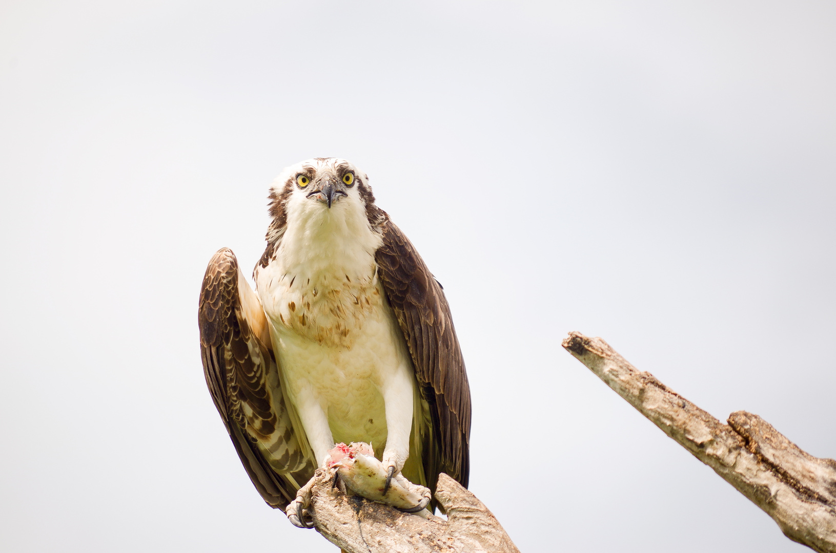 Der Fischadler (Pandion heliaetus) | Everglades National Park | Florida 2015_1