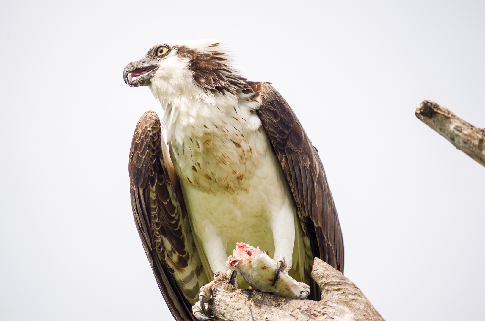Der Fischadler (Pandion heliaetus) | Everglades National Park | Florida 2015_3