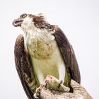 Der Fischadler (Pandion heliaetus) | Everglades National Park | Florida 2015_3