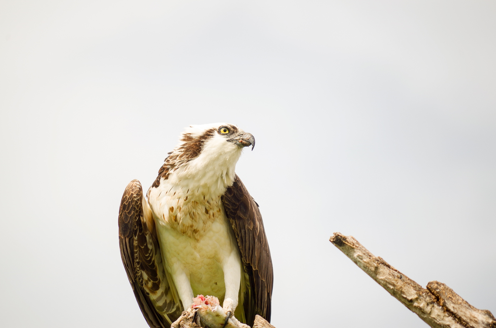 Der Fischadler (Pandion heliaetus) | Everglades National Park | Florida 2015_4