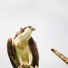 Der Fischadler (Pandion heliaetus) | Everglades National Park | Florida 2015_4