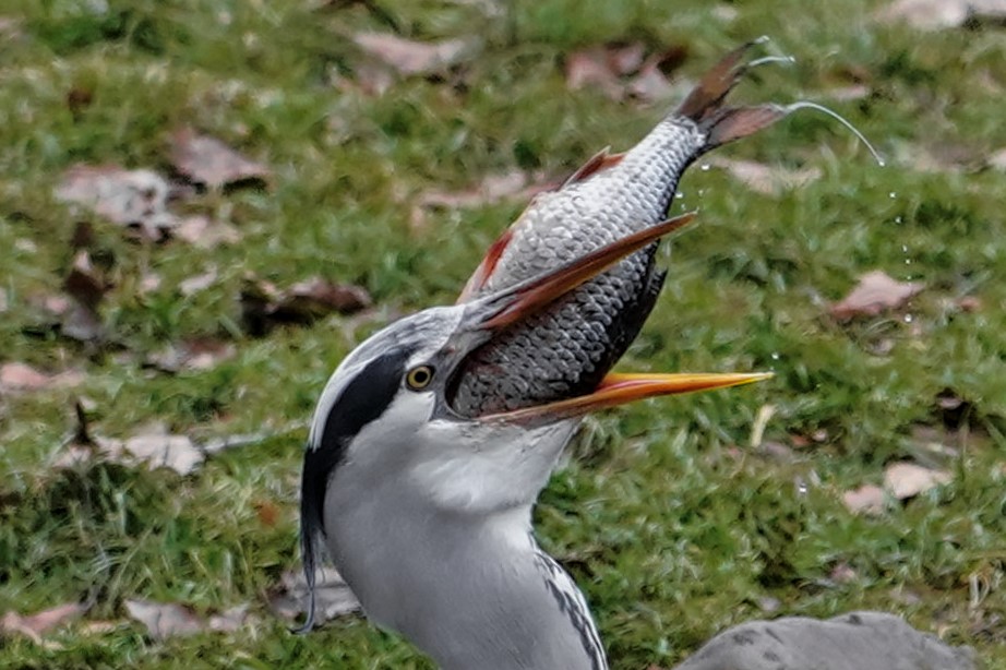 Der Fischdieb