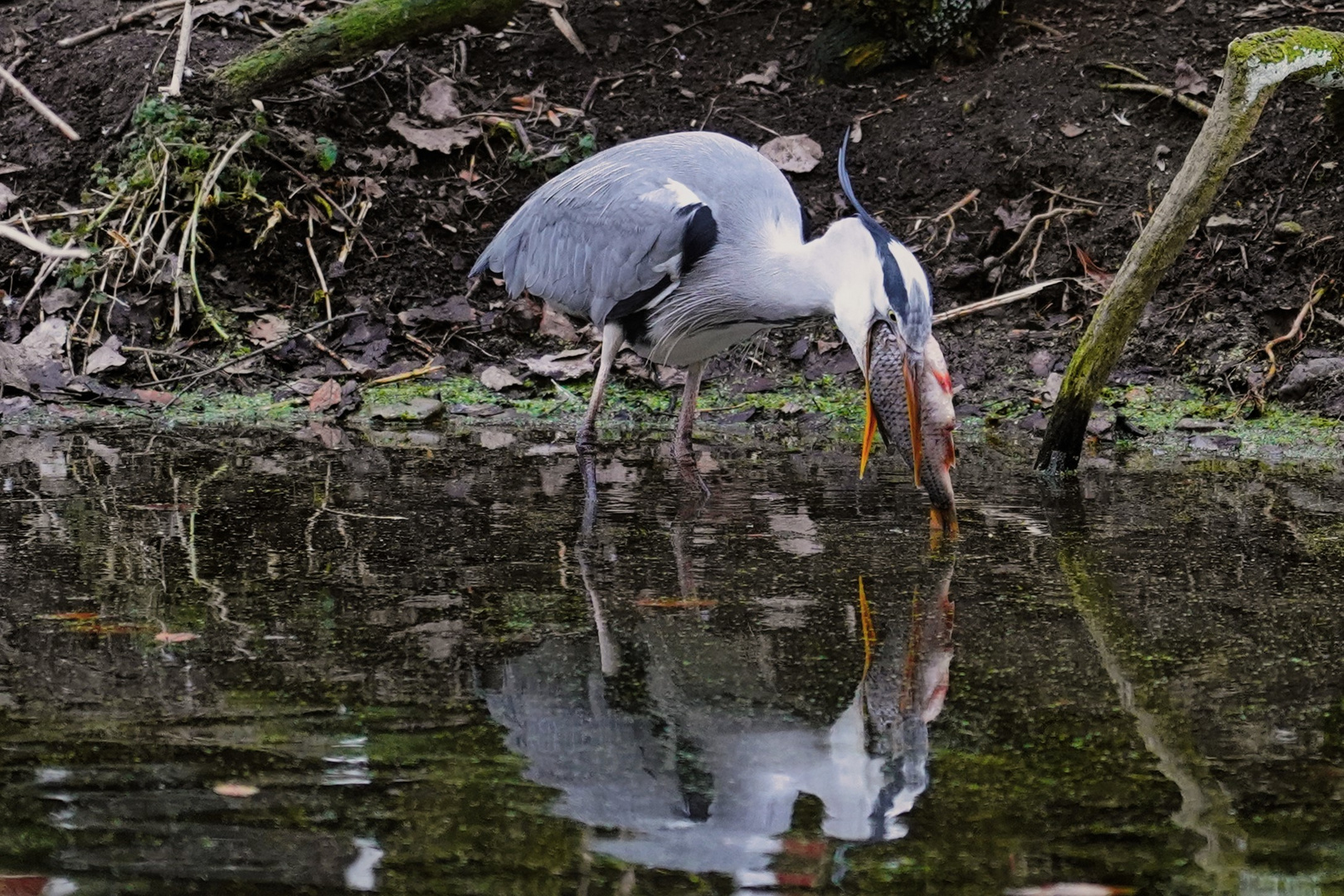 Der Fischdieb