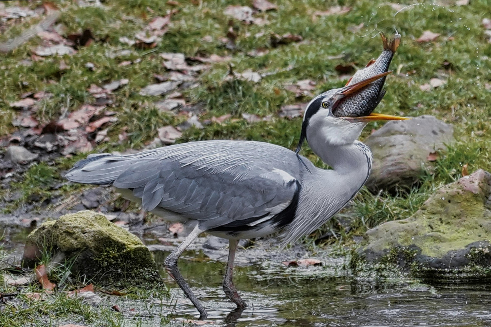 Der Fischdieb