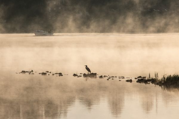 Der Fischer und sein Konkurrent