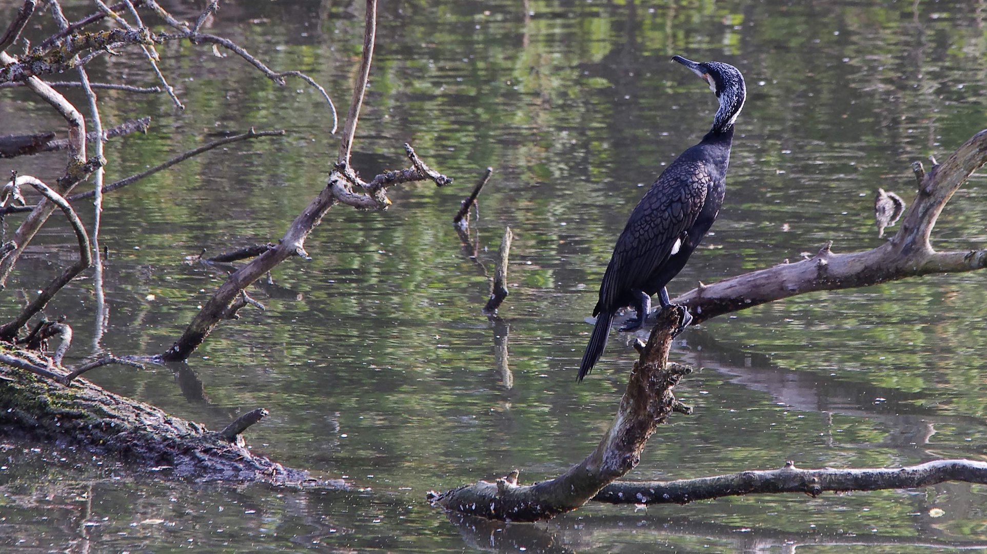 der Fischer vom alten Neckar