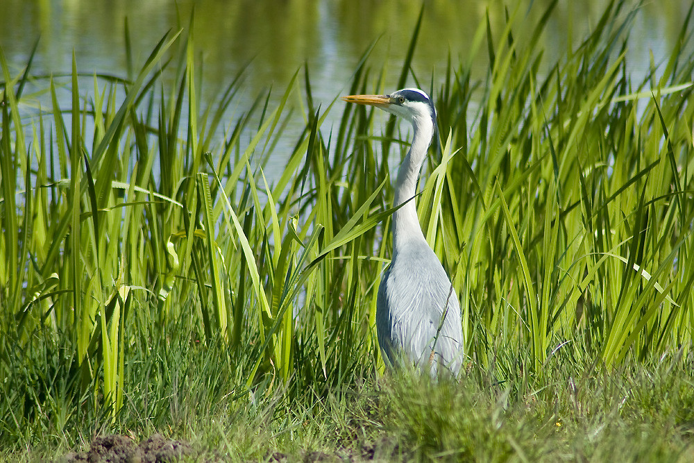 Der Fischer vom Dorfteich