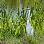 Der Fischer vom Dorfteich