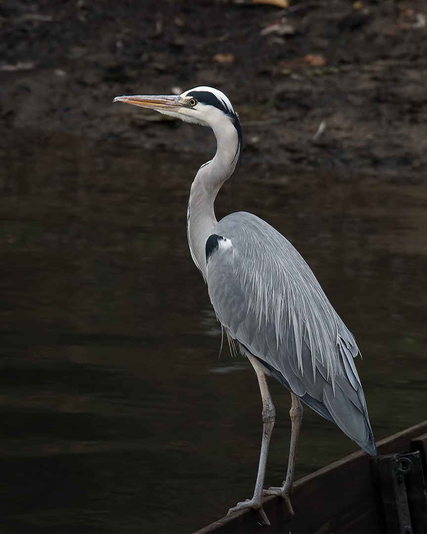 Der Fischer vom Sauer-Delta ... :-)