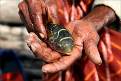 der Fischer von Cochin