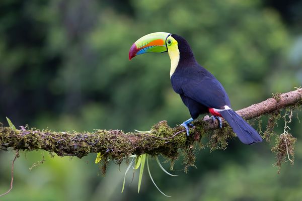 Der Fischertukan oder ...