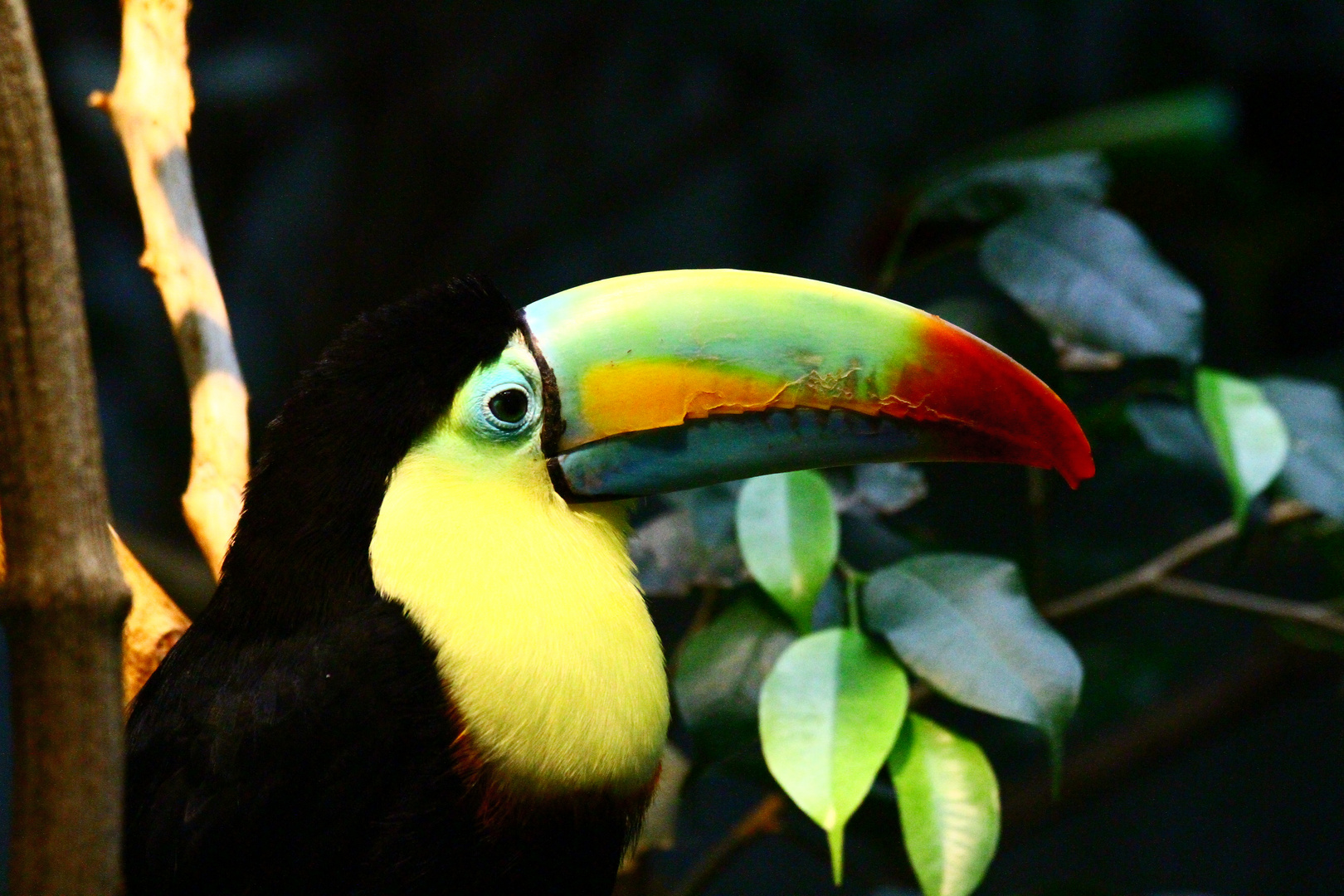 Der Fischertukan (Ramphastos sulfuratus)