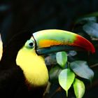 Der Fischertukan (Ramphastos sulfuratus)