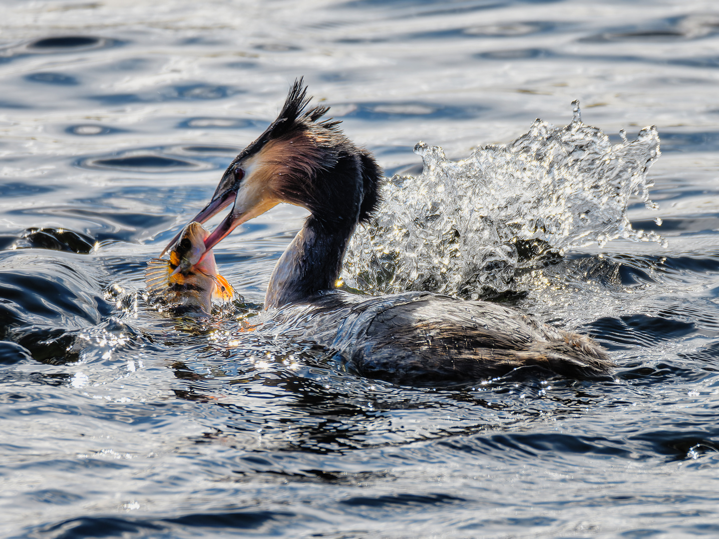 Der Fischfang ...