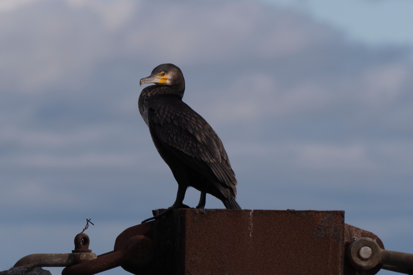 Der Fischjäger Kormoran macht mal Pause!