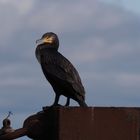 Der Fischjäger Kormoran macht mal Pause!