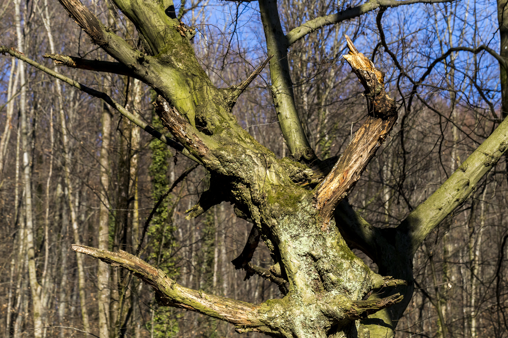 Der Fischkopf im Baum