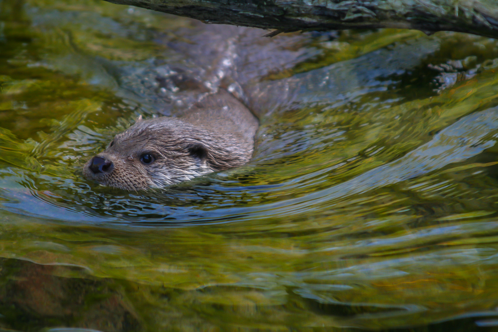 Der Fischotter (Lutra lutra)