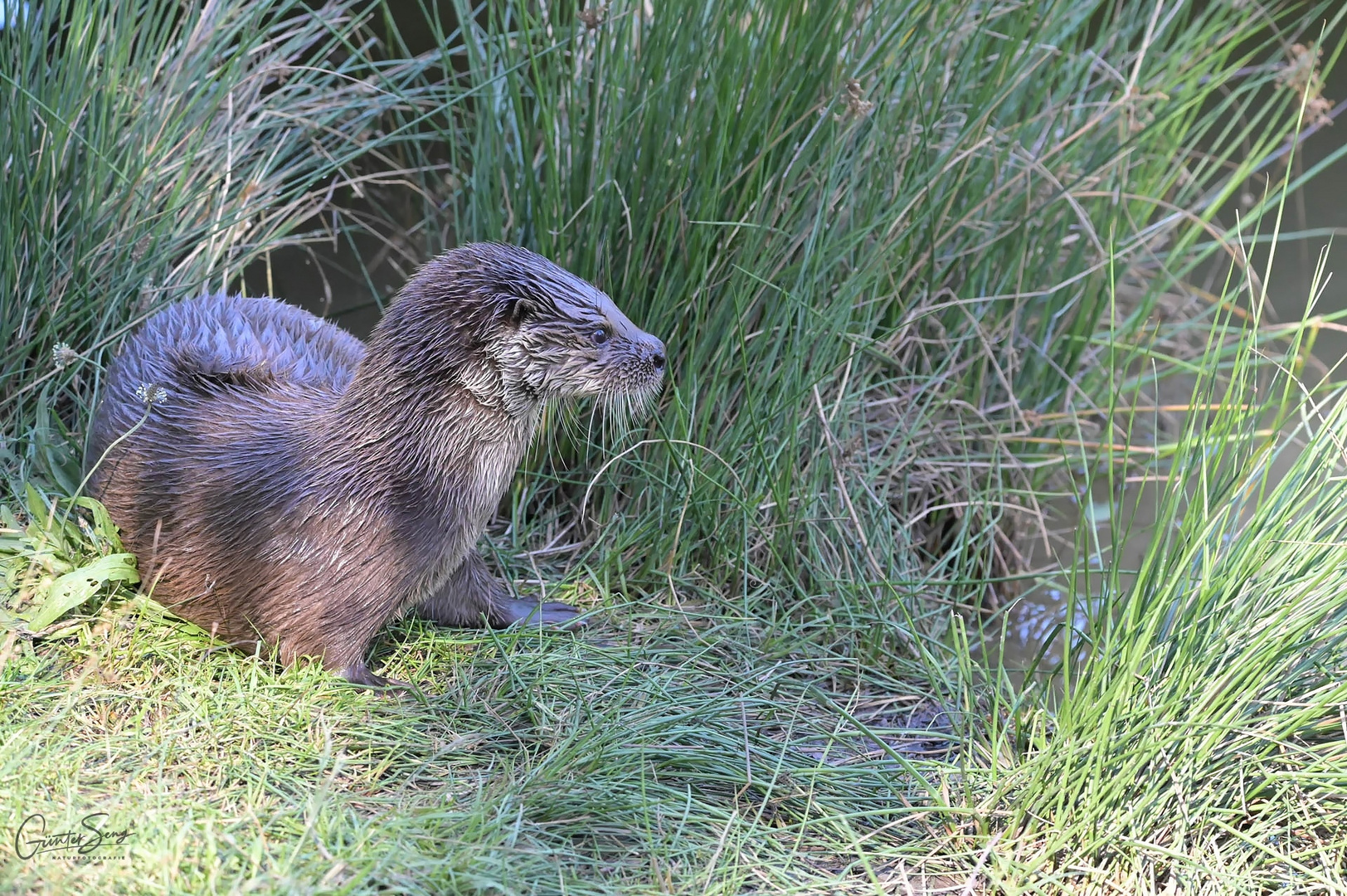 Der Fischotter (Lutra lutra)