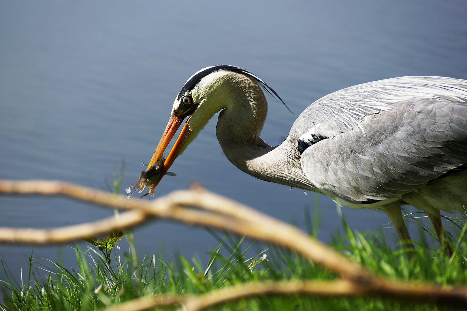 Der Fischräuber