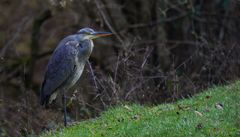 Der Fisch(räuber)reiher