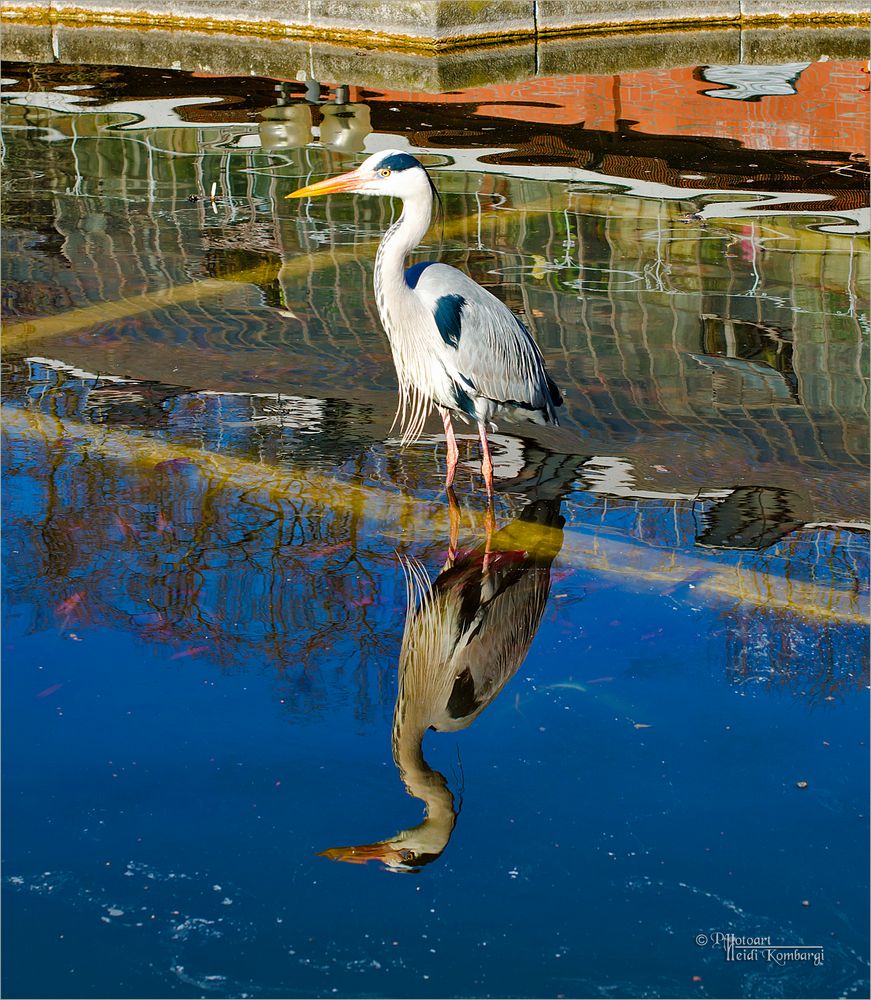 DER FISCHREIHER Foto & Bild wasser, frühling, teich Bilder auf DER FISCHREIHER Foto & Bild wasser, frühling, teich Bilder auf