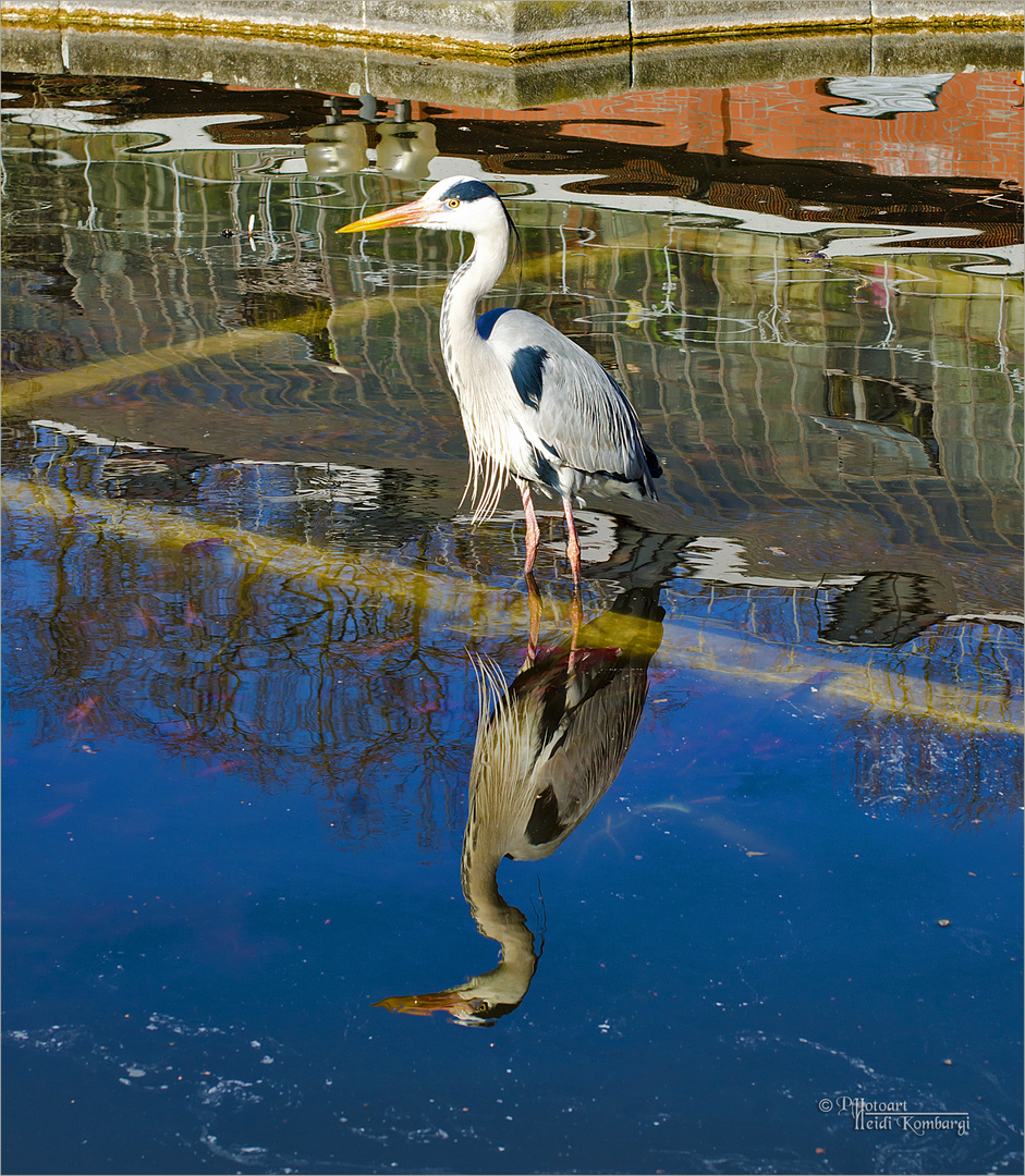 DER FISCHREIHER Foto & Bild wasser, frühling, teich Bilder auf
