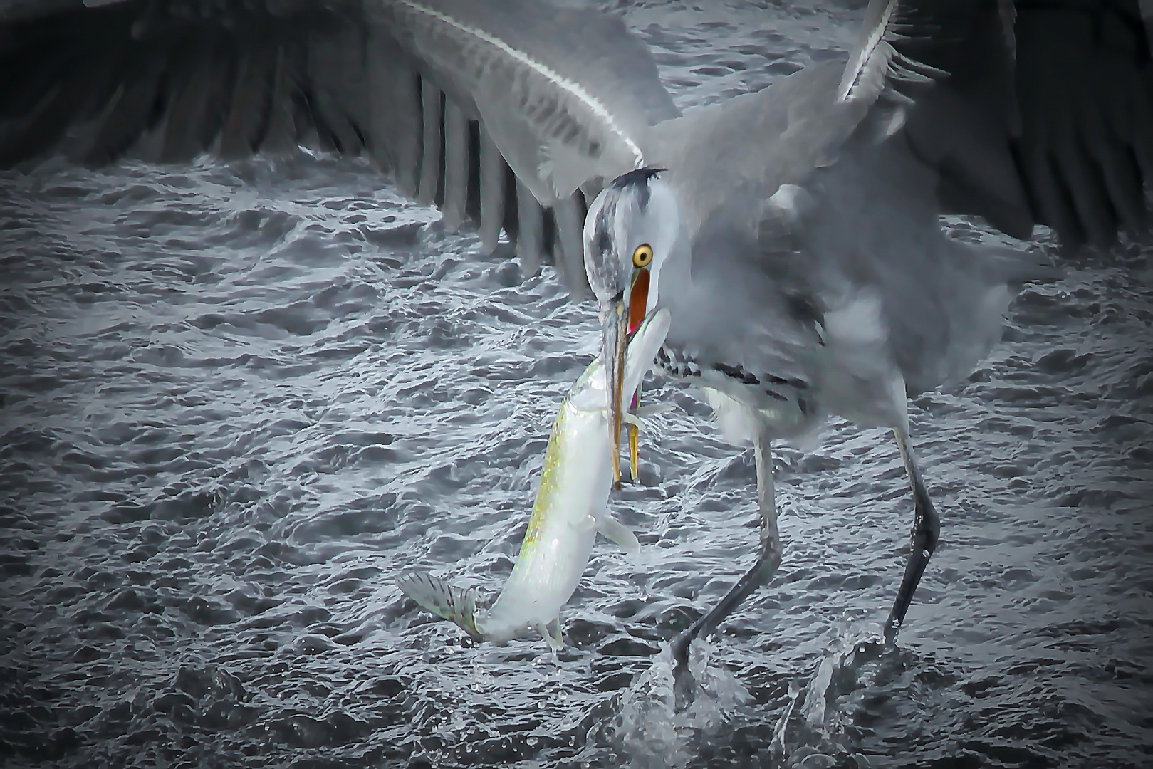 Der Fischreiher fängt den Hecht