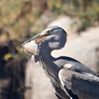 Der Fischreiher war erfolgreich