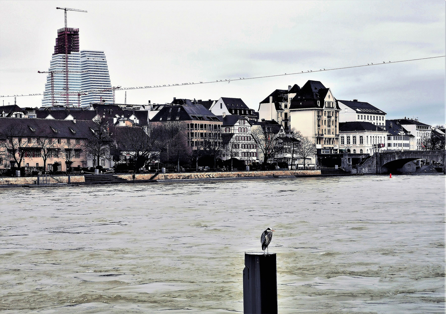 Der Fischreiher.am Rhein