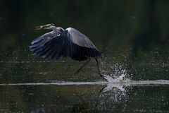  Der Fischtanz - Graureiher (Ardea cinerea) mit Beute