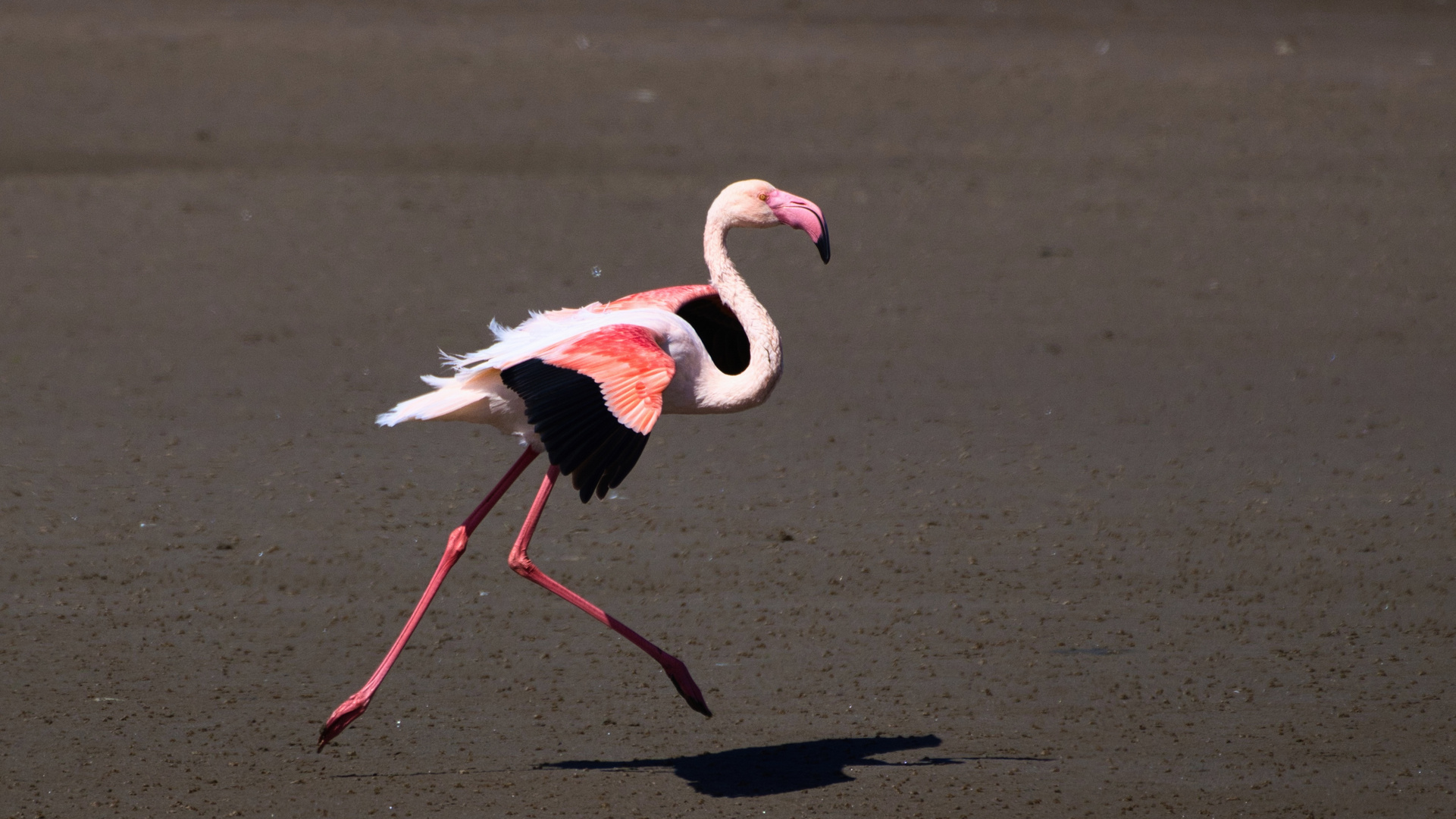 Der Flamenco