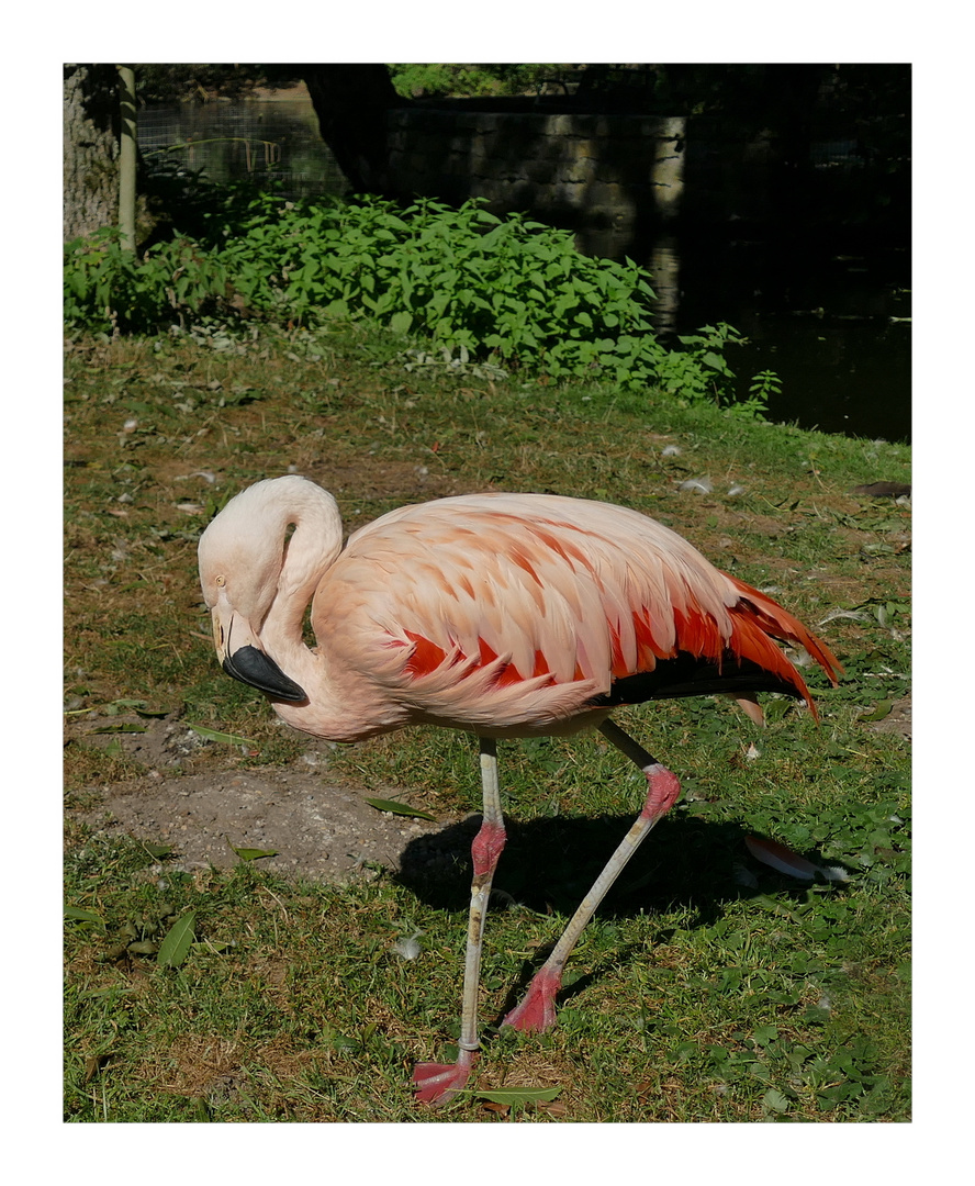 Der Flamingo