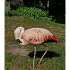 Der Flamingo