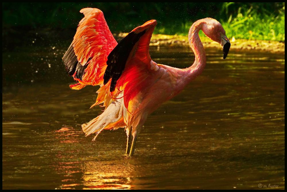 Der Flamingo