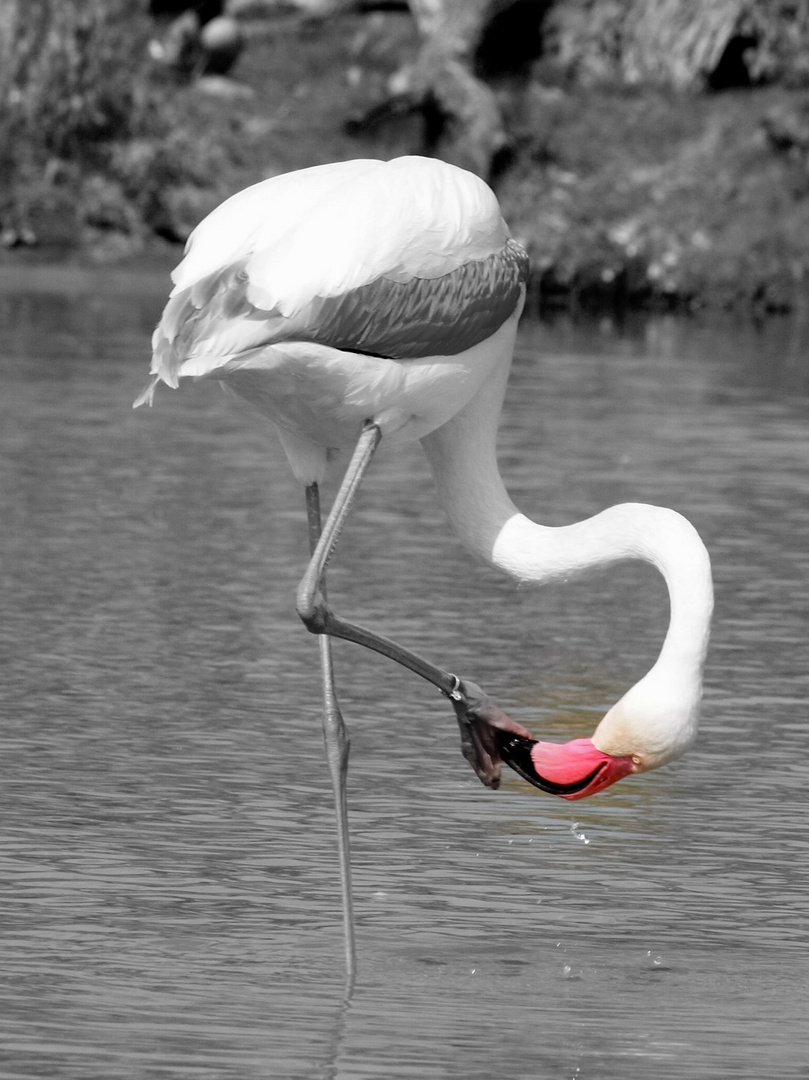 Der Flamingo