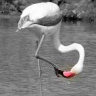 Der Flamingo