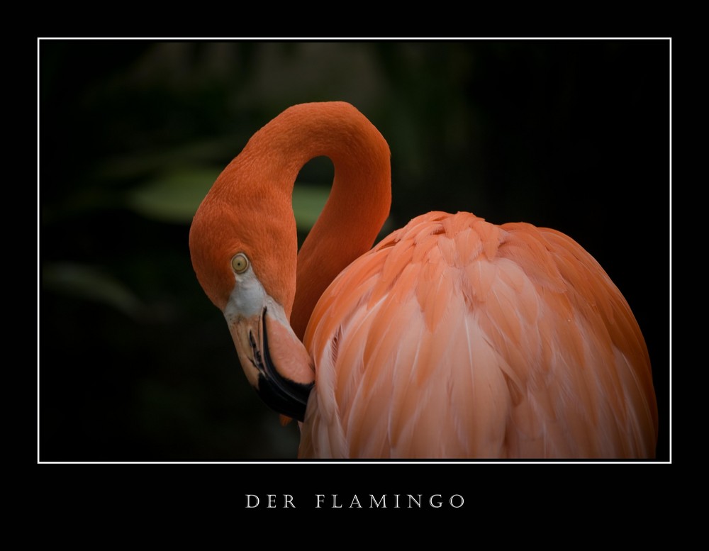 der Flamingo