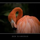 der Flamingo