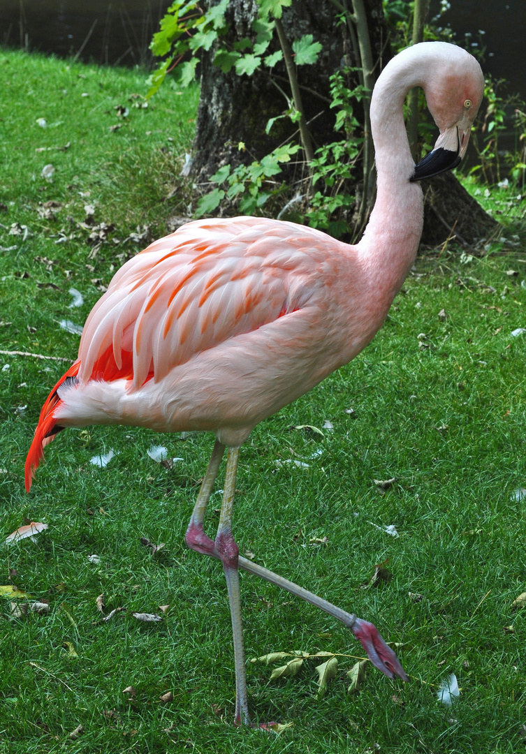 Der Flamingo