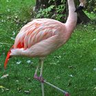 Der Flamingo