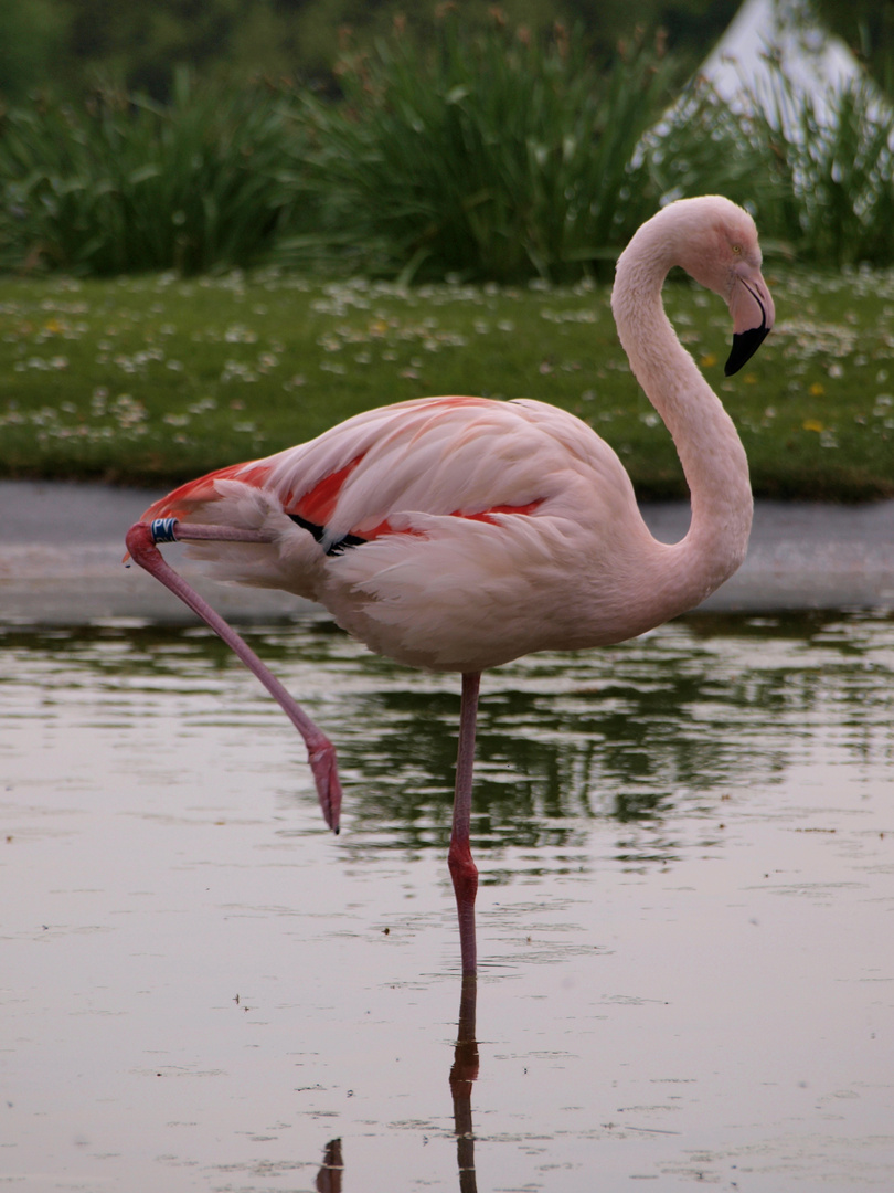 Der Flamingo