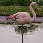 Der Flamingo