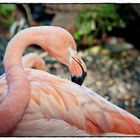 Der Flamingo