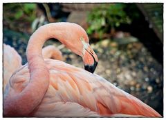 Der Flamingo
